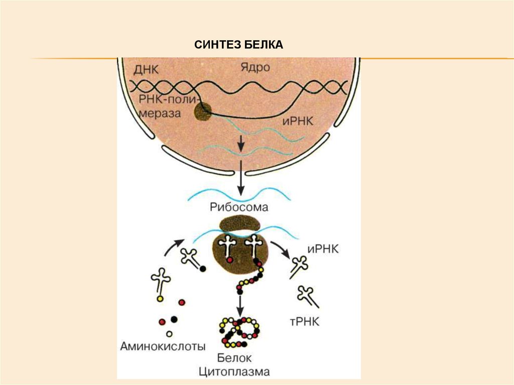 Взаимосвязь биосинтеза белка и дыхания. Синтез белка схема ЕГЭ. Схема синтеза белка в рибосоме. Биосинтез белка схема ЕГЭ. Рибосома в процессе биосинтеза белка.