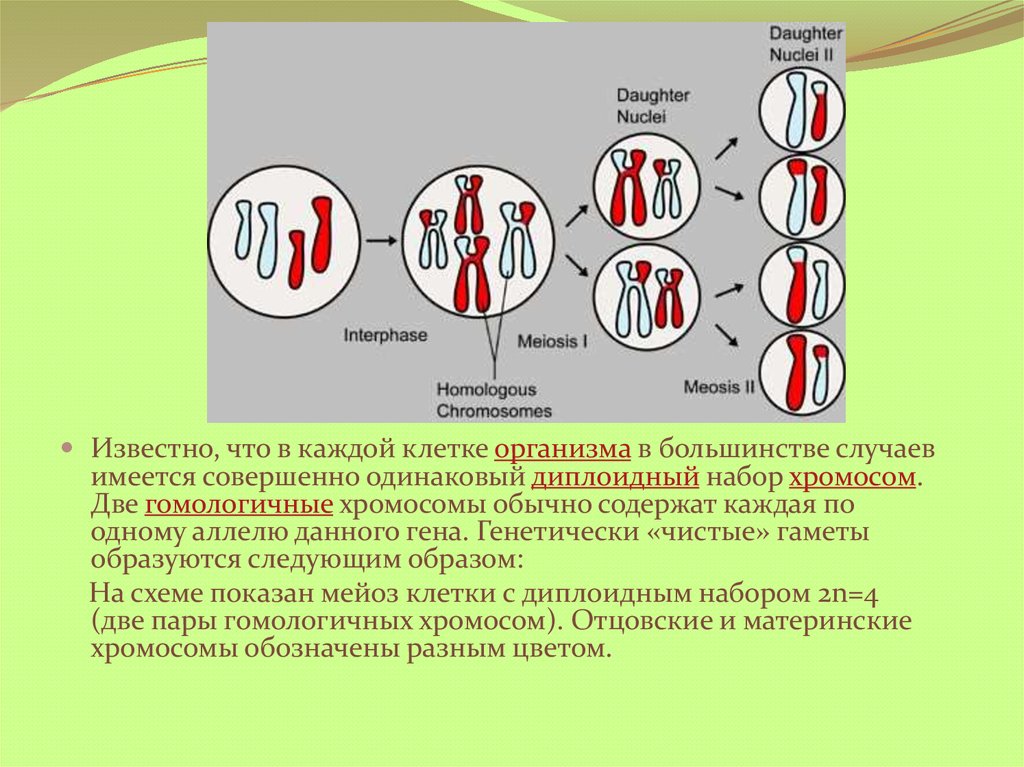 Зигота делится мейозом. Диплоидный набор хромосом 1с. Мейоз 2 диплоидный набор хромосом. Гомологичный набор хромосом. Гомологичные парные хромосомы.