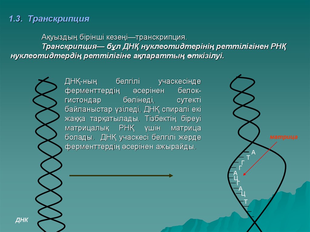 Днк участвует в биосинтезе рнк. Первый этап транскрипции. Транскрипция Биосинтез. Этапы транскрипции биосинтеза белка. Транскрипция и трансляция ДНК.