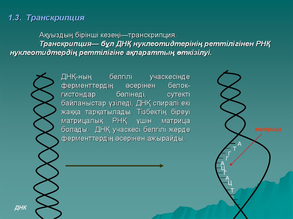 Биосинтез 1 этап