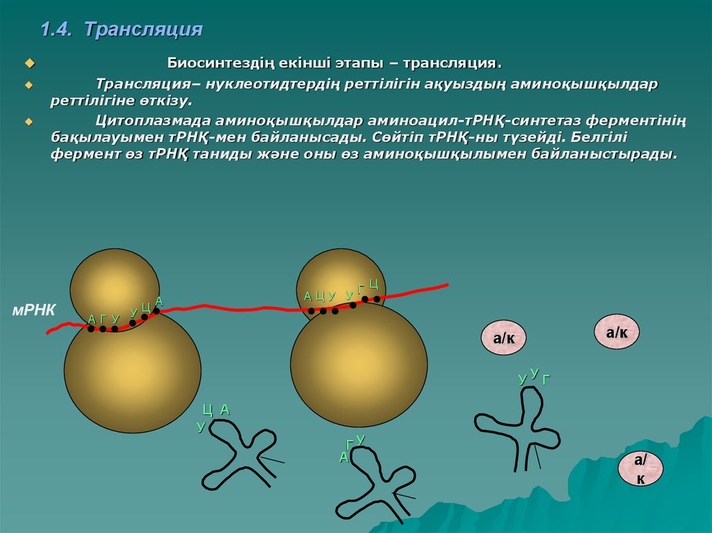 Трансляция. Биосинтез белка трансляция. Этапы биосинтеза белка. Трансляция 2 этап биосинтеза белка. Этапы трансляции.