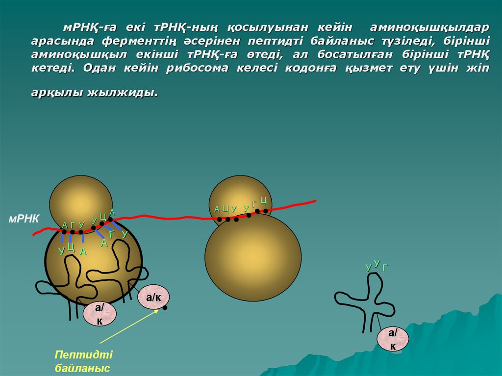 Антикодон расположен. Образование пептидной связи рибосома. Рибосома на МРНК. Аминокислоты с рибосомой. Пептидные связи в рибосоме.