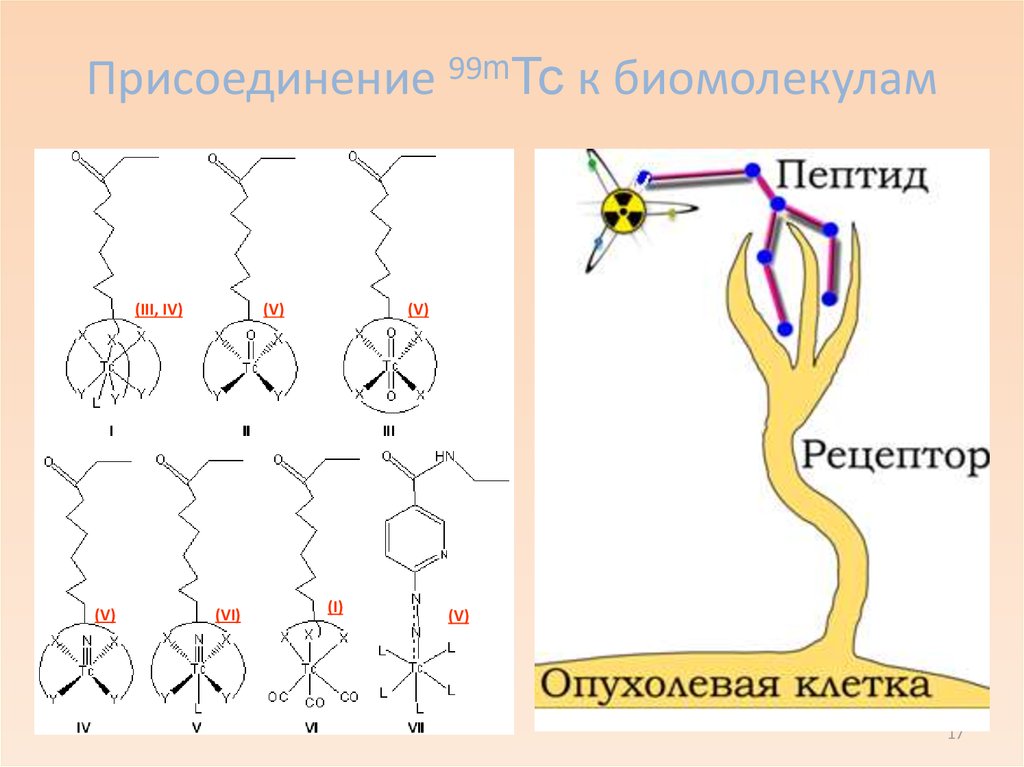 К контактным рецепторам относятся рецепторы. Радиофармацевтическая химия. Формил-пептидные рецепторы. Классы биомолекул в клетке. Ядерные рецепторы Биомолекула.