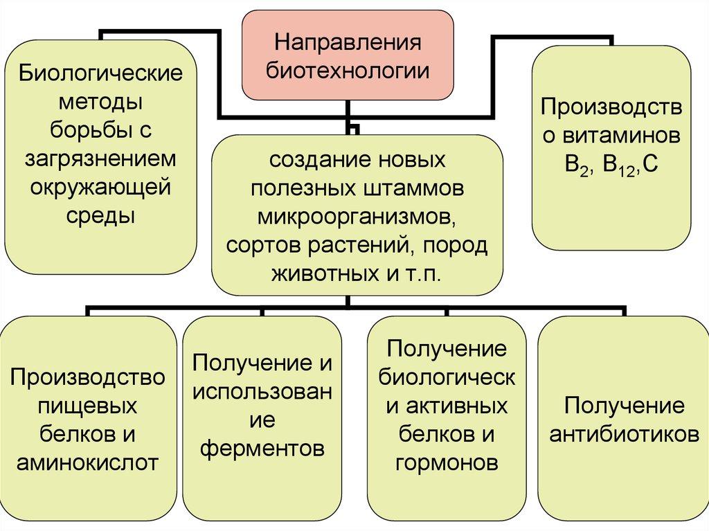 Направления биотехнологии презентация