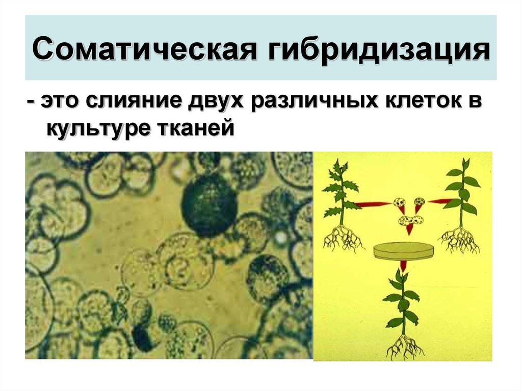 2 соматические клетки. Соматическая гибридизация клеток растений. Соматическая гибридизация протопластов. Соматическая гибридизация клеточная инженерия. Гибридизация соматических клеток клеточная инженерия.