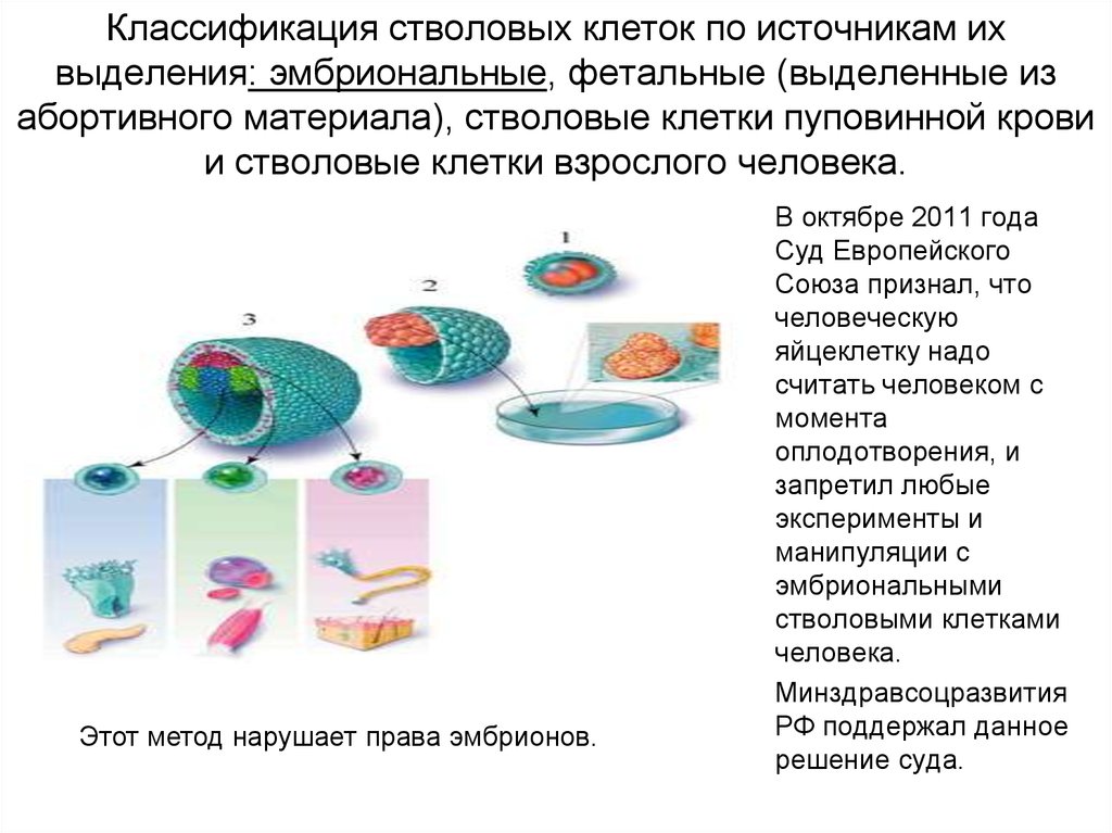 Клеточные источники. Классификация стволовых клеток по источнику выделения. Классификация стволовых клеток фетальные. Классификация стволовых леток. Стволовые клетки классификация.