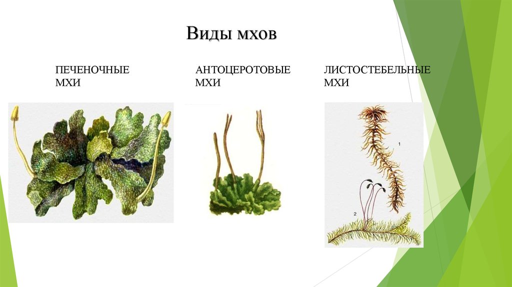 Примеры растений группы мхов. Представители мохообразных растений. Разновидности мхов. Мхи названия. Видовое разнообразие мха.