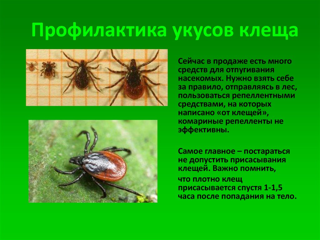 Укусы насекомых сообщение. Опасность клещей. Лесные опасности клещи. Клещи укусы профилактика. Клещи паукообразные.