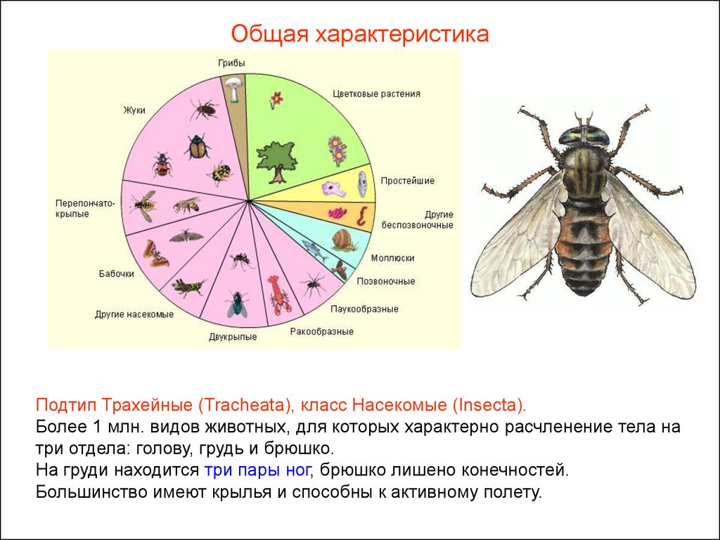 Насекомые характеризуют признаки. Общая характеристика насекомых 2 класс. Характеристика насекомых 7 класс биология. Класс насекомые общая характеристика. Класс Insecta насекомые.
