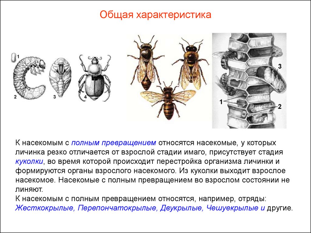 Стадия развития куколка характерна для. Основные стадии жизненного цикла насекомых с неполным превращением. Отряды насекомых с полным превращением. Характеристика насекомых с полным превращением. Личинки с полным превращением.