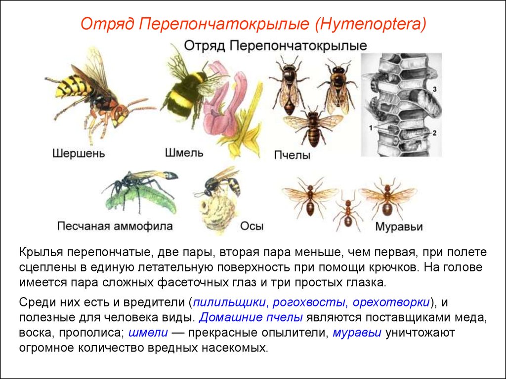 Виды насекомые список. Представители отряда перепончатокрылых насекомых. Отряд Перепончатокрылые Крылья. Перепончатокрылые Тип крыльев. Общая характеристика перепончатокрылых.