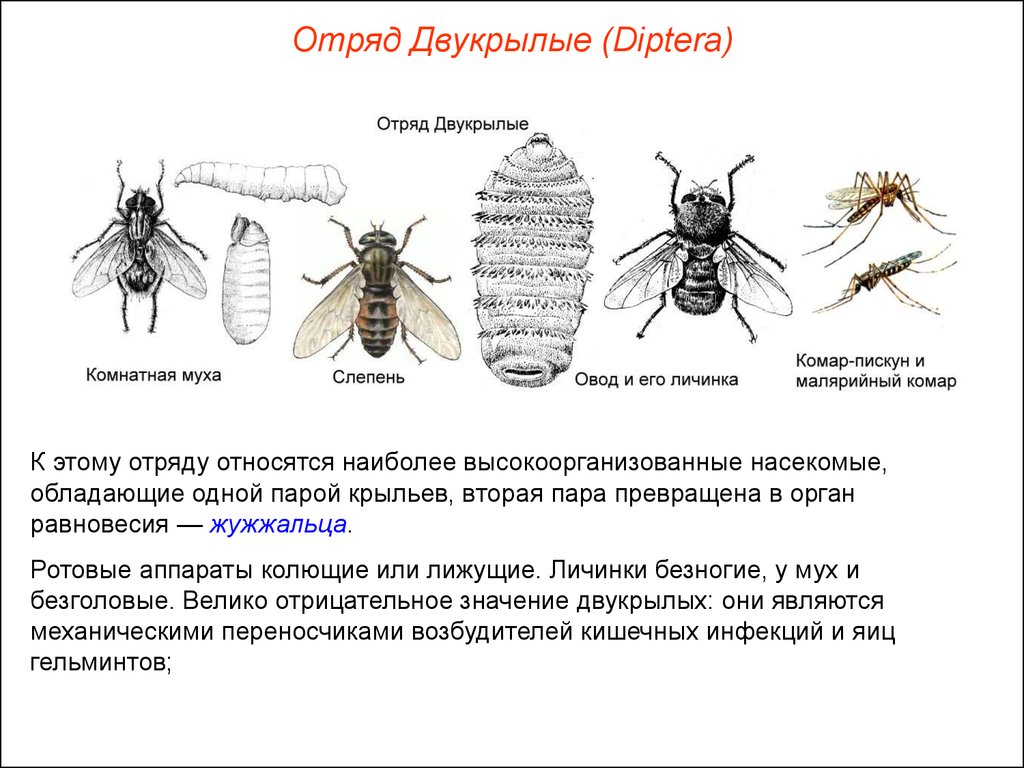 Определите тип развития насекомых 1 комнатная муха