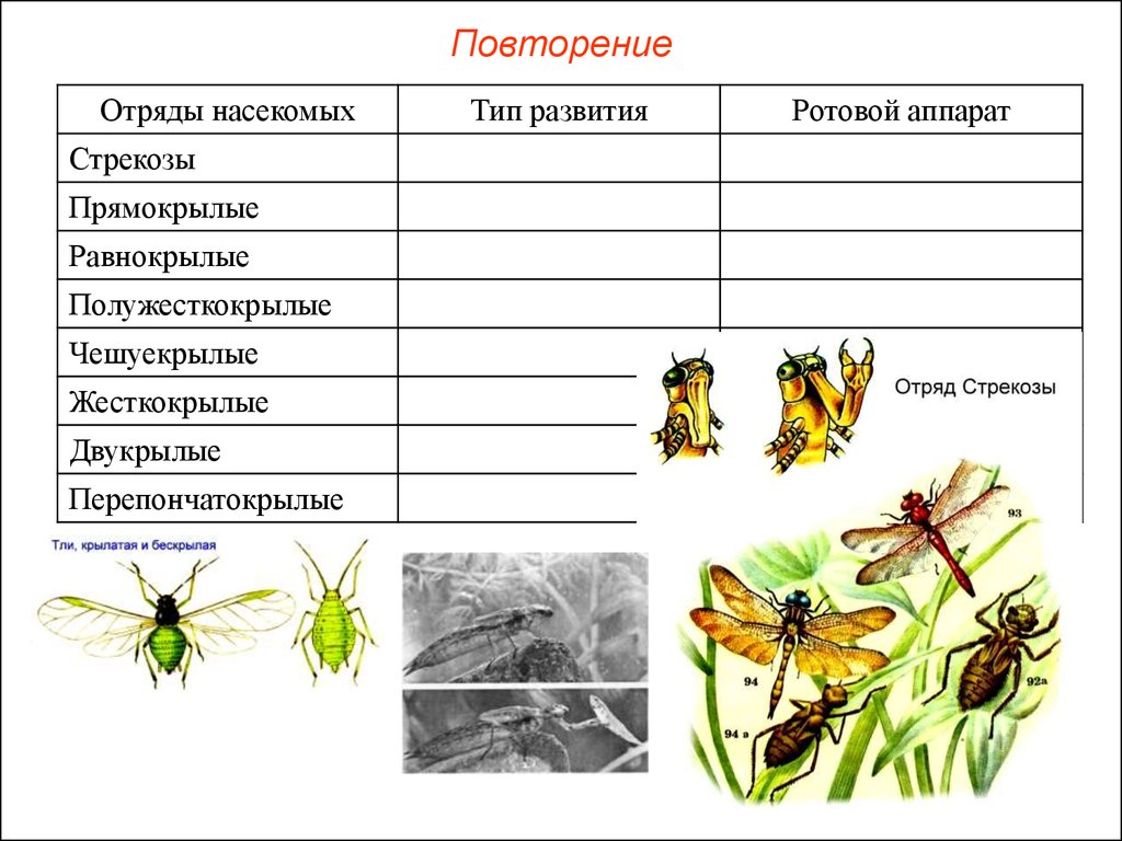 Какой тип ротового аппарата характерен для прямокрылых. Класс насекомые отряды насекомых. Отряды насекомых Тип развития. Отряды насекомых картинки. Насекомые таблица.