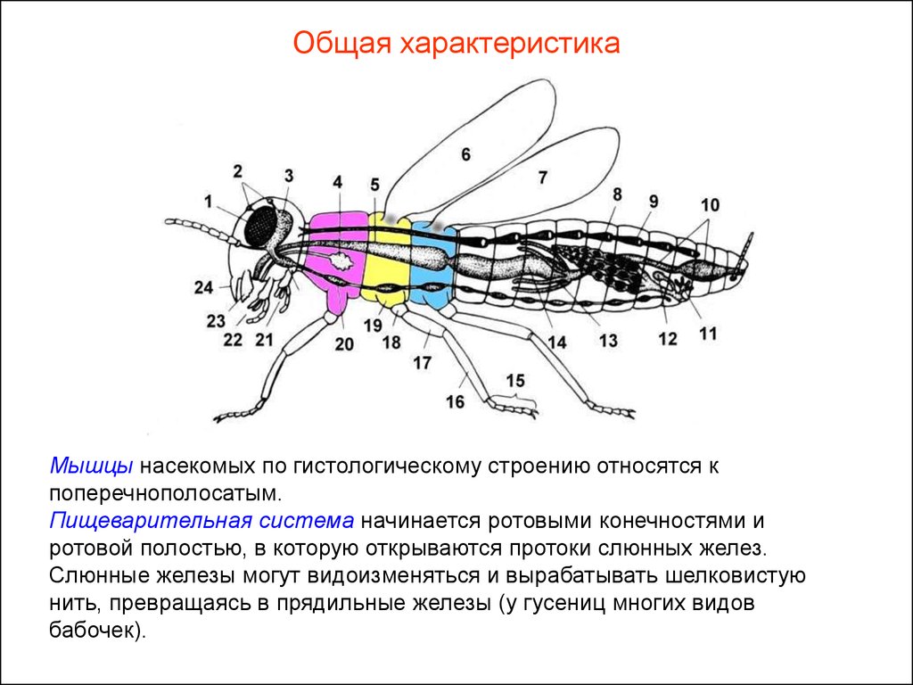 Какие системы у насекомых. Пищеварительная система двукрылых насекомых. Внутреннее строение двукрылых. Пищеварительная система перепончатокрылых насекомых. Мышечная система насекомых.
