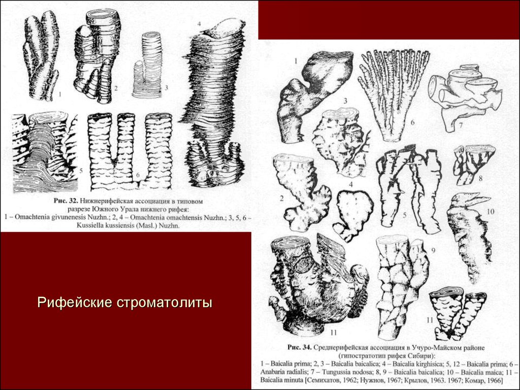 Рифейский период животные. Рифейский период. Строматолиты. Рифейский период презентация. Рифейский период животные и растения.