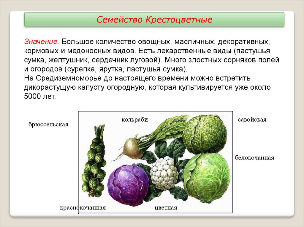 Капустные овощи таблица. Крестоцветные капустные представители. Кратко о семействе крестоцветные капустные. Овощи из семейства крестоцветных. Двудольные капустные.