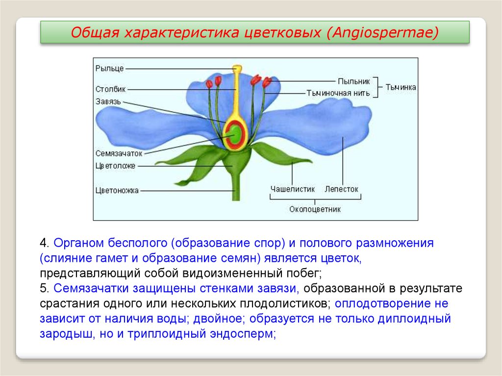 Клетка которая образуется в завязи у цветка. Общую характеристику покрытосеменных растений и цветковых. Общая характеристика отдела цветковые. Общее строение покрытосеменных растений. Покрытосеменные или цветковые общая характеристика.