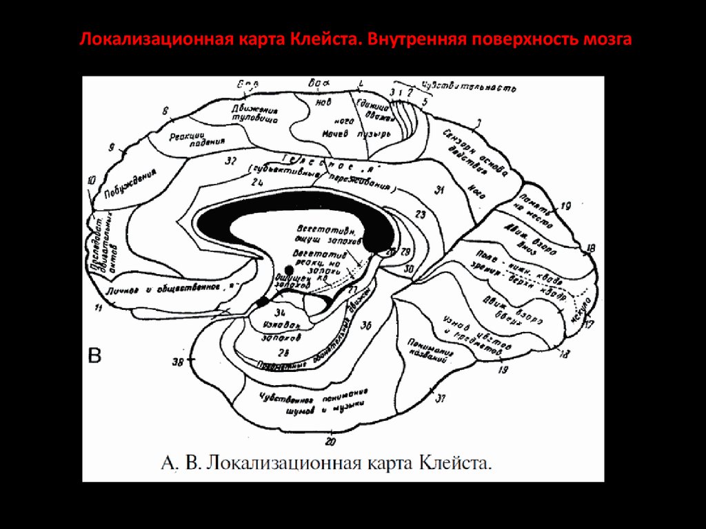 Локализация психических функций в мозге. Локализационная карта Клейста. Лурия карта мозга. Локализация психических функций в коре головного мозга. Карта локализации психических функций Клейста.