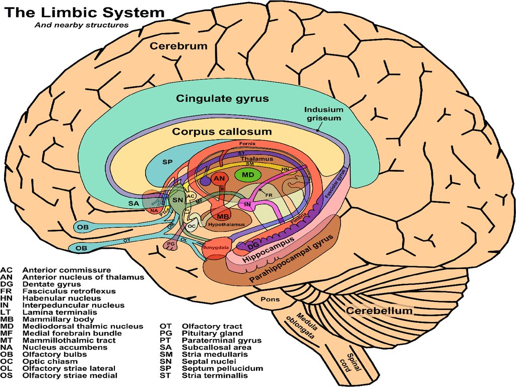 Лимбическая структура мозга. Базальные ядра лимбическая система. Базальные ганглии и лимбическая система.