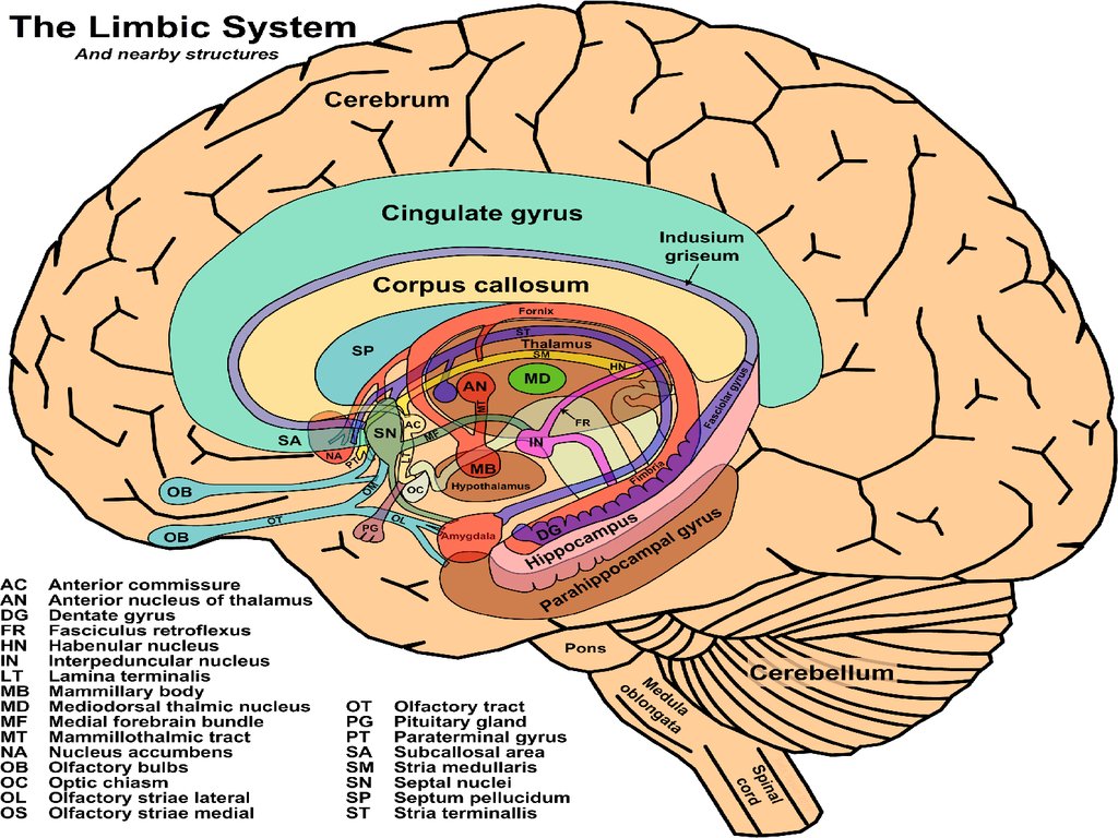 Лимбическая структура мозга