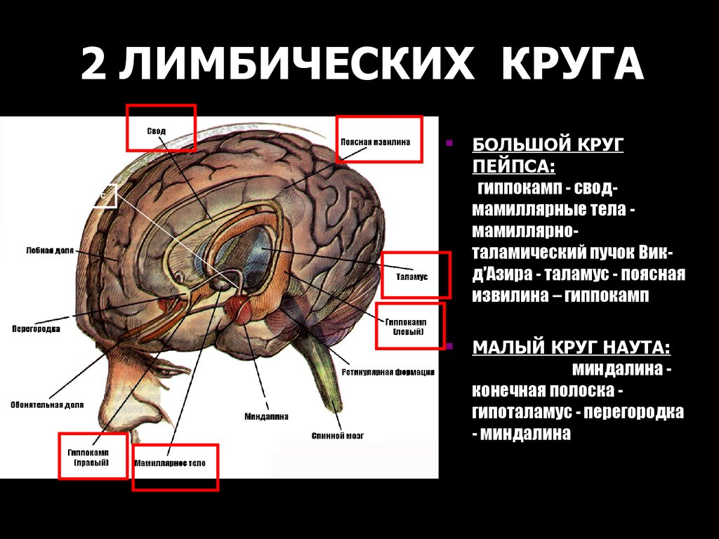 Схема лимбической системы