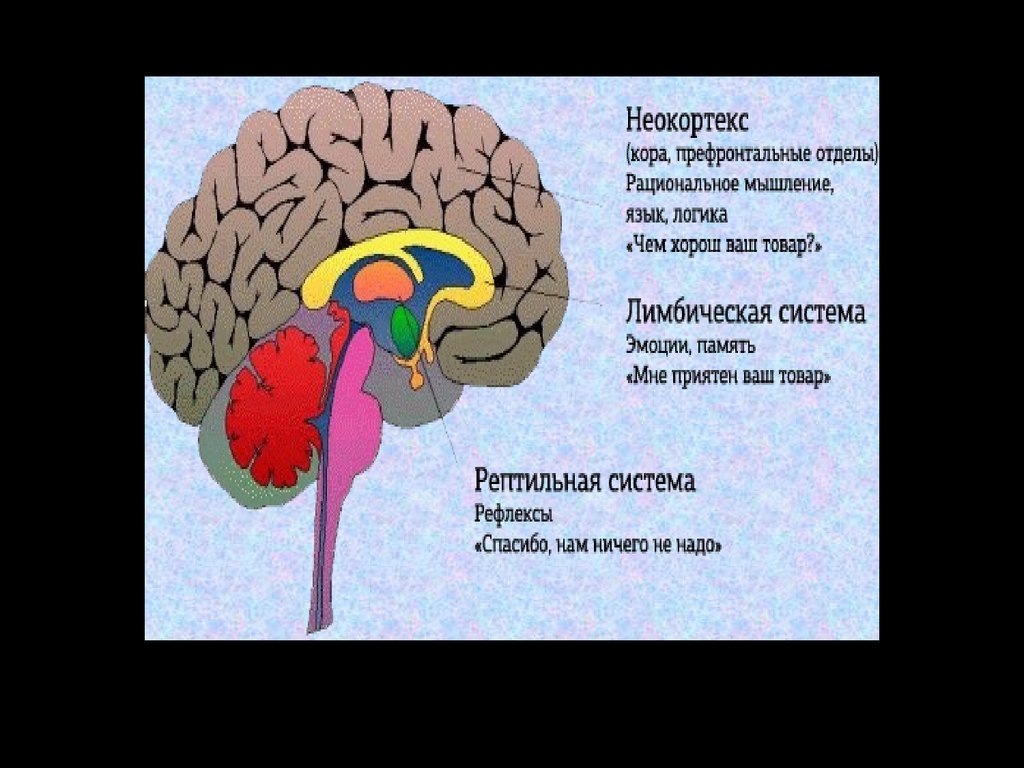 Самый древний отдел мозга. Неокортекс и лимбическая система. Мозг неокортекс.