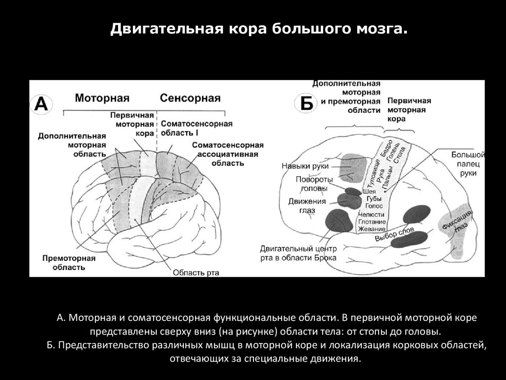 Двигательная область мозга. Премоторные зоны коры головного мозга.