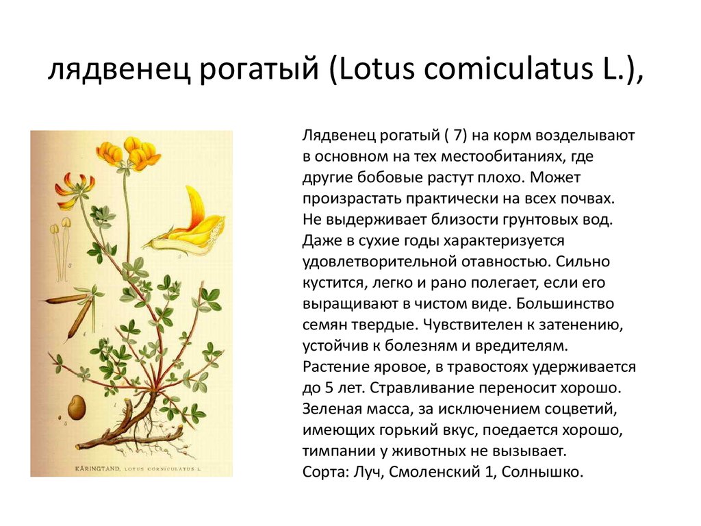 лядвенец рогатый (Lotus comiculatus L.),