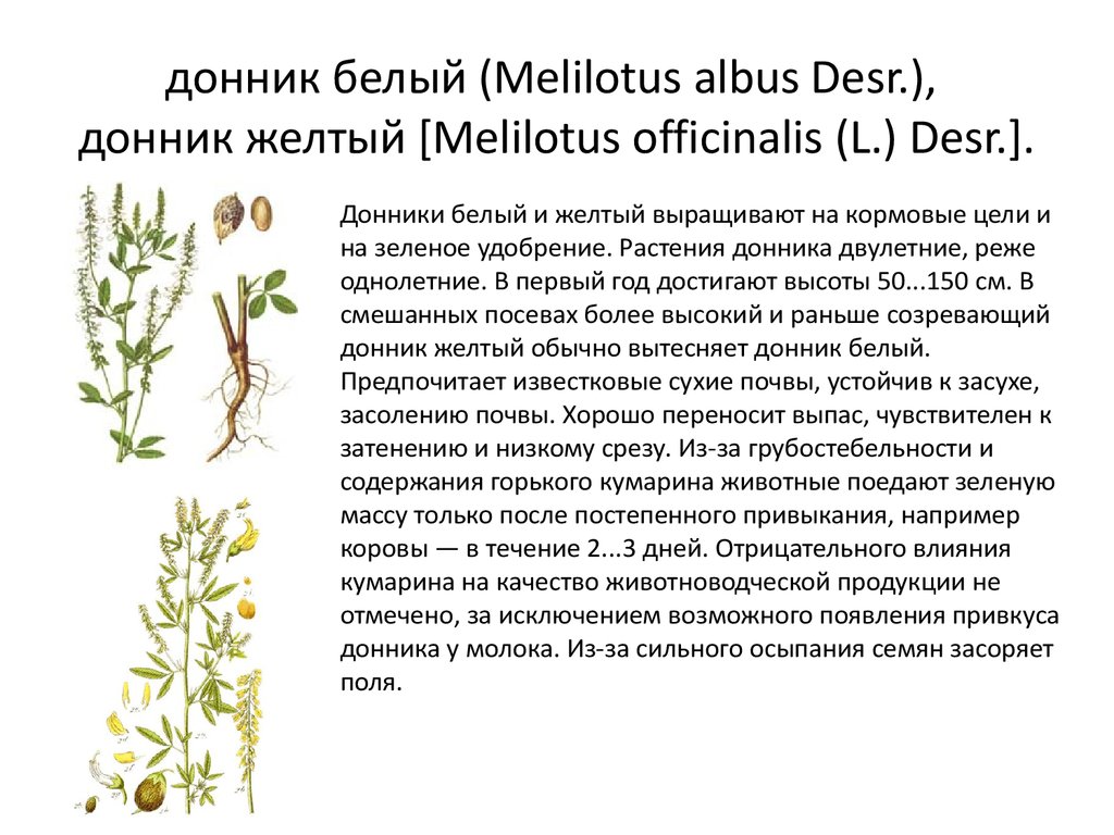 донник белый (Melilotus albus Desr.), донник желтый [Melilotus officinalis (L.) Desr.].