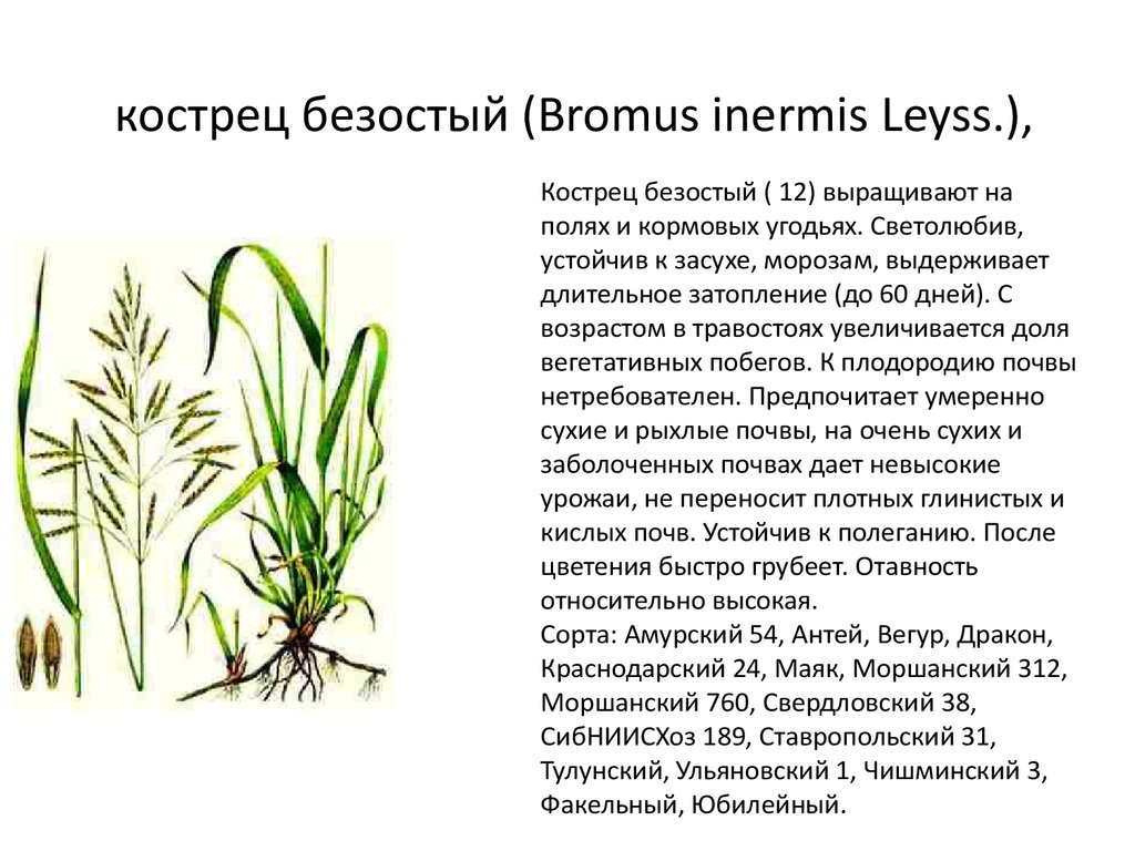 кострец безостый (Bromus inermis Leyss.),
