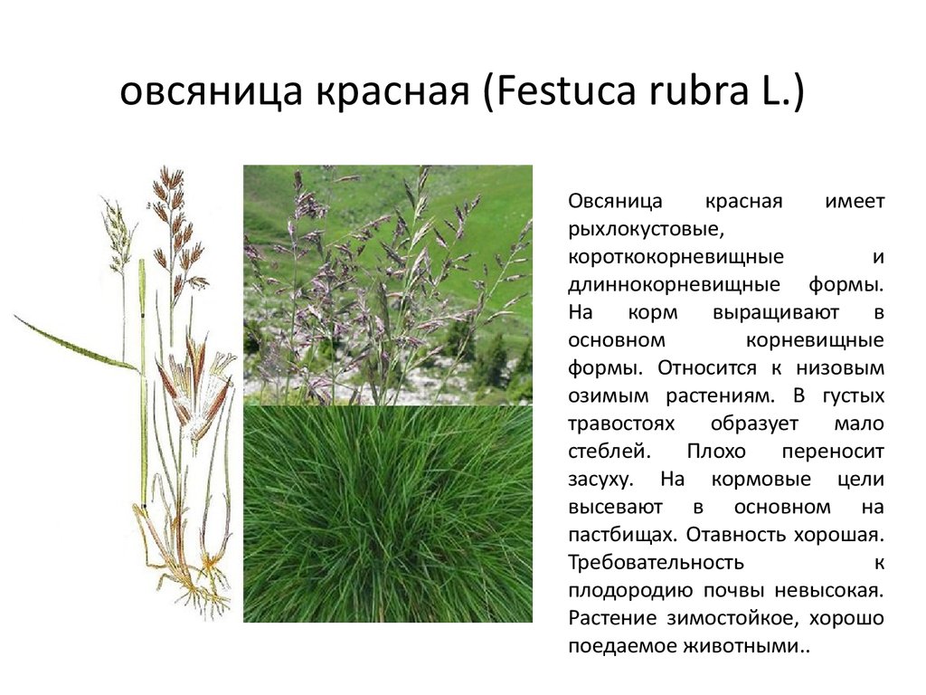 Сколько всходит мятлик. Овсяница Луговая растение. Овсяница красная (Festuca rubra). Овсяница Болотная. Газонная трава овсяница красная.