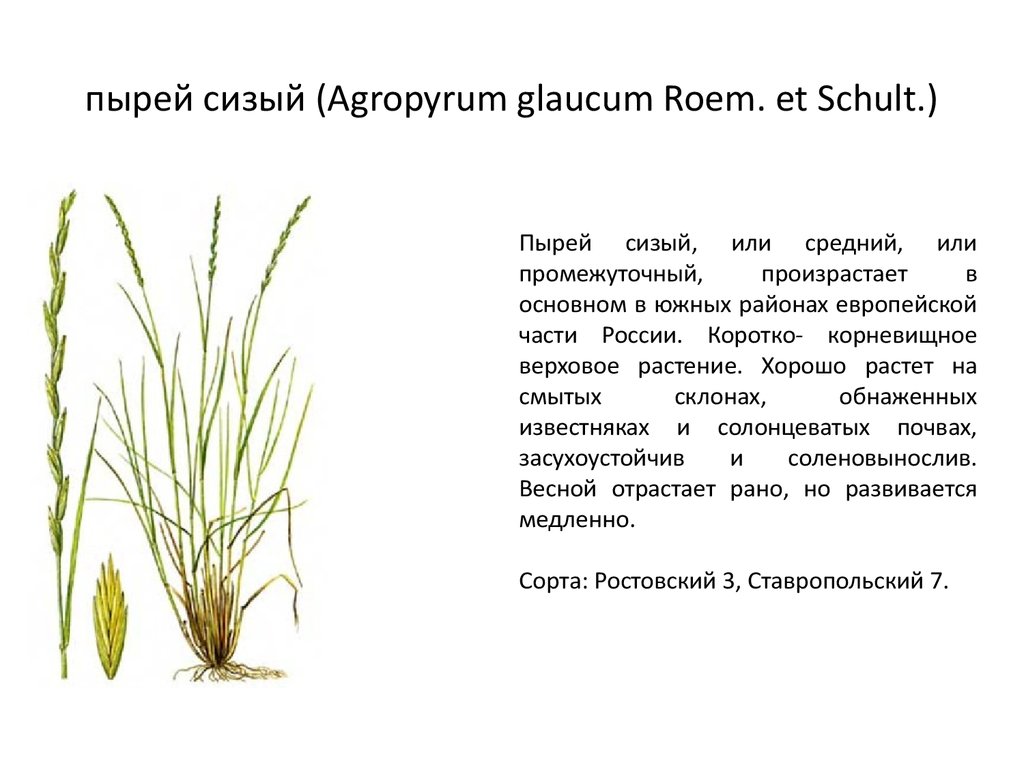 пырей сизый (Agropyrum glaucum Roem. et Schult.)