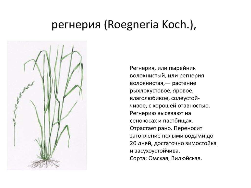 регнерия (Roegneria Koch.),
