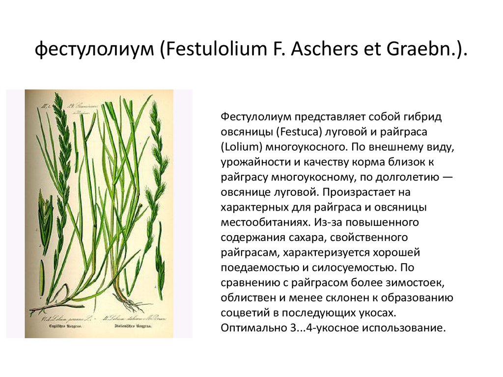 Фестулолиум трава для газона описание и фото