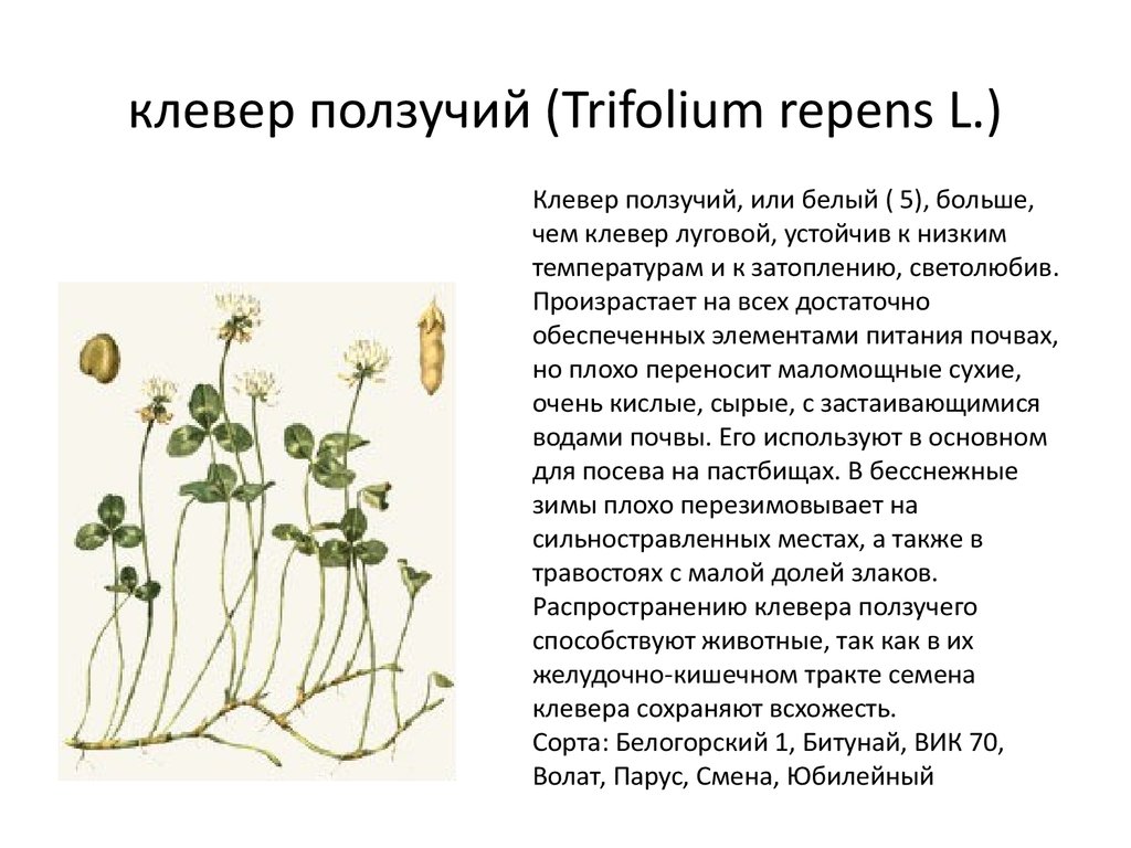 клевер ползучий (Trifolium repens L.)