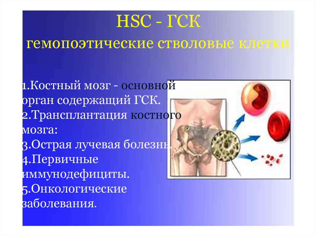 Созревание клеток костного мозга