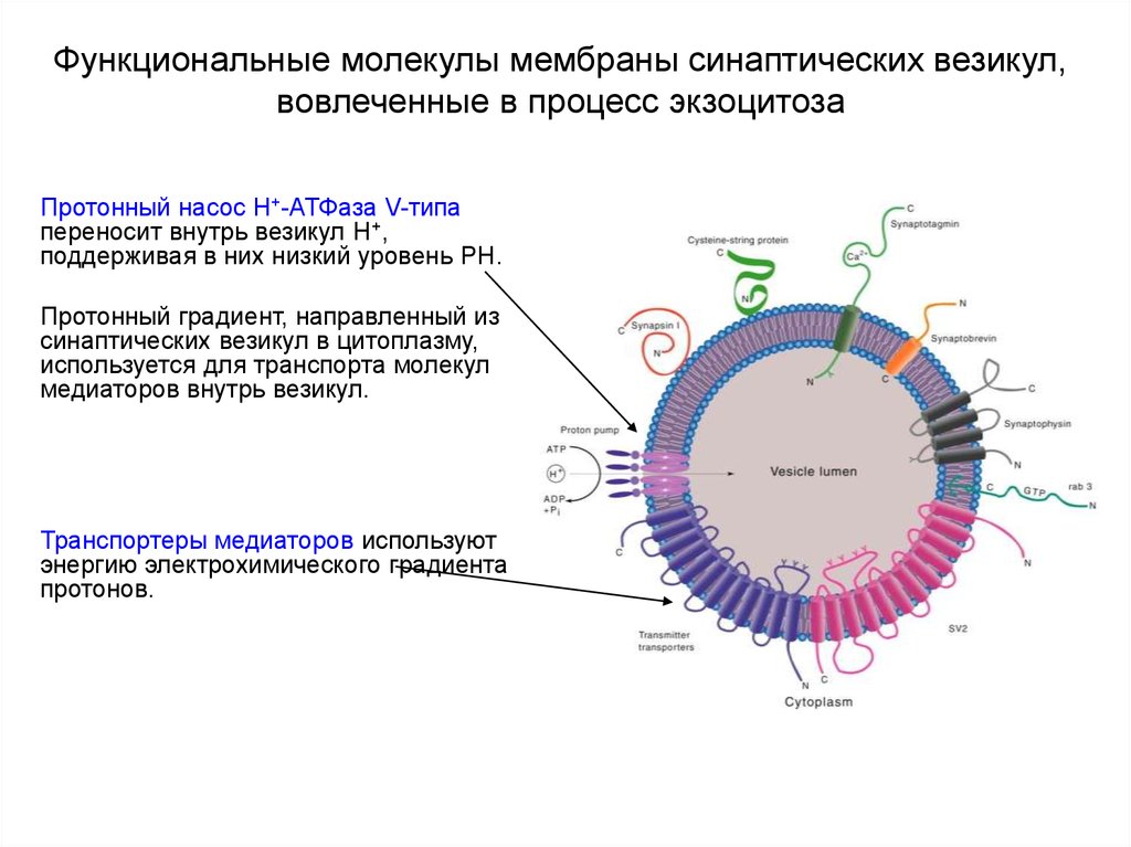 Протонный градиент. Протонный насос (н+-АТФАЗА). Экзоцитоз синаптических везикул. Протонный резервуар. Протонные насосы у бактерий.