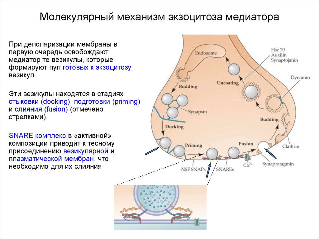 Везикулы с нейромедиаторами. Экзоцитоз механизм. Пресинаптическая мембрана синапса. Схема химического синапса. Механизм экзоцитоза медиатора.