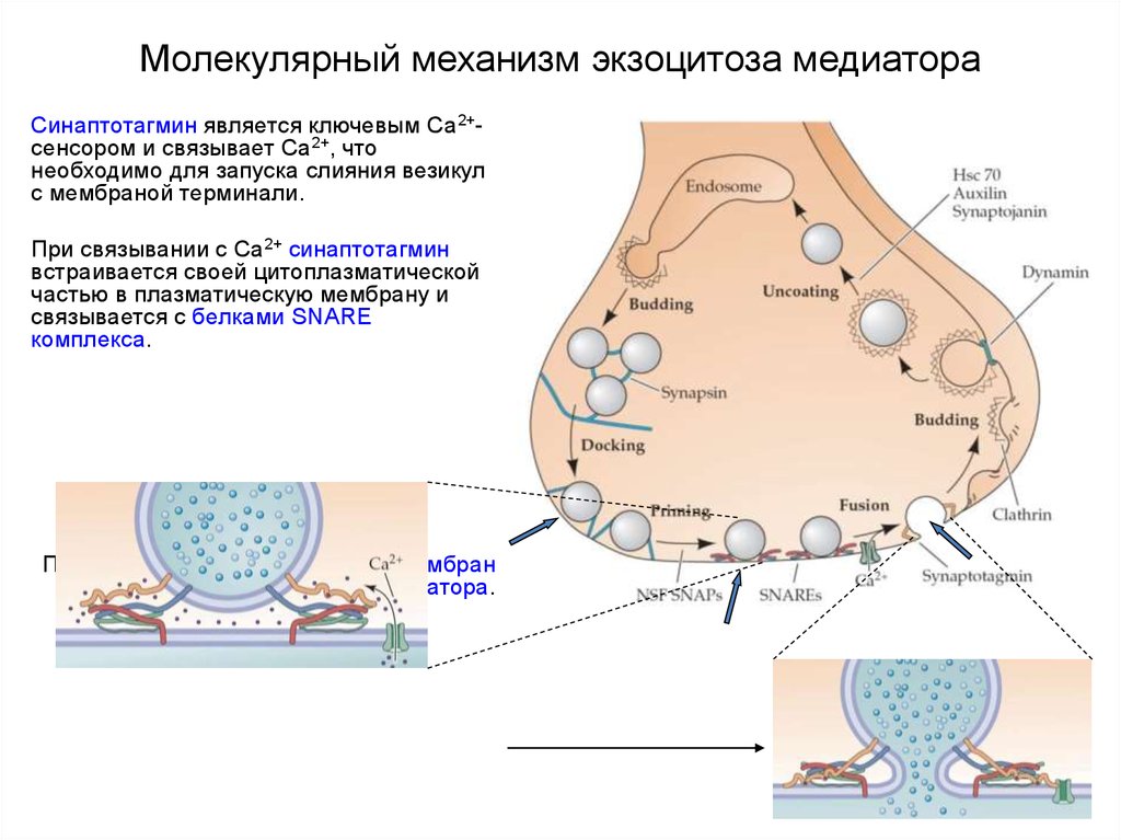 Химический синапс механизм. Экзоцитоз везикул синапса. Белки экзоцитоза синапс. Экзоцитоз механизм. Экзоцитоз синаптических везикул физиология.