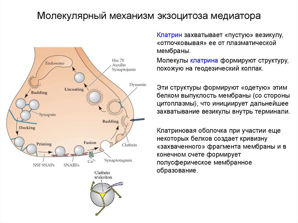 Везикулы с нейромедиаторами. Клатриновые везикулы. Функция белка клатрина. Белок клатрин функция. Экзоцитоз синаптических везикул.