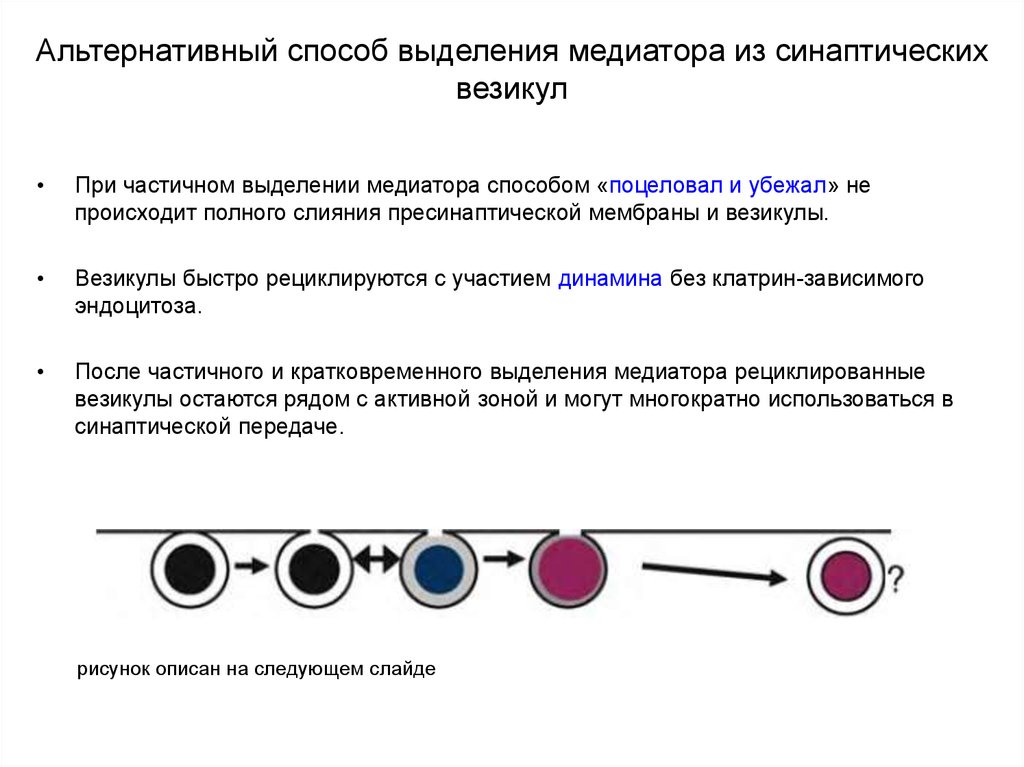 Альтернативный способ. Механизм выделения медиатора. Выделение медиатора из пресинаптического окончания. Агглютинация синаптических везикул. Выделение нейромедиаторов.