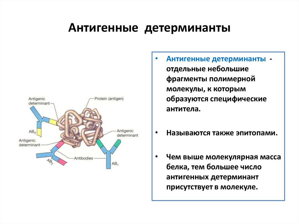 Основные группы антигенов. Антигены строение свойства. Антигены строение и функции. Строение структура антигена. Строение антител антигена детерминанта.