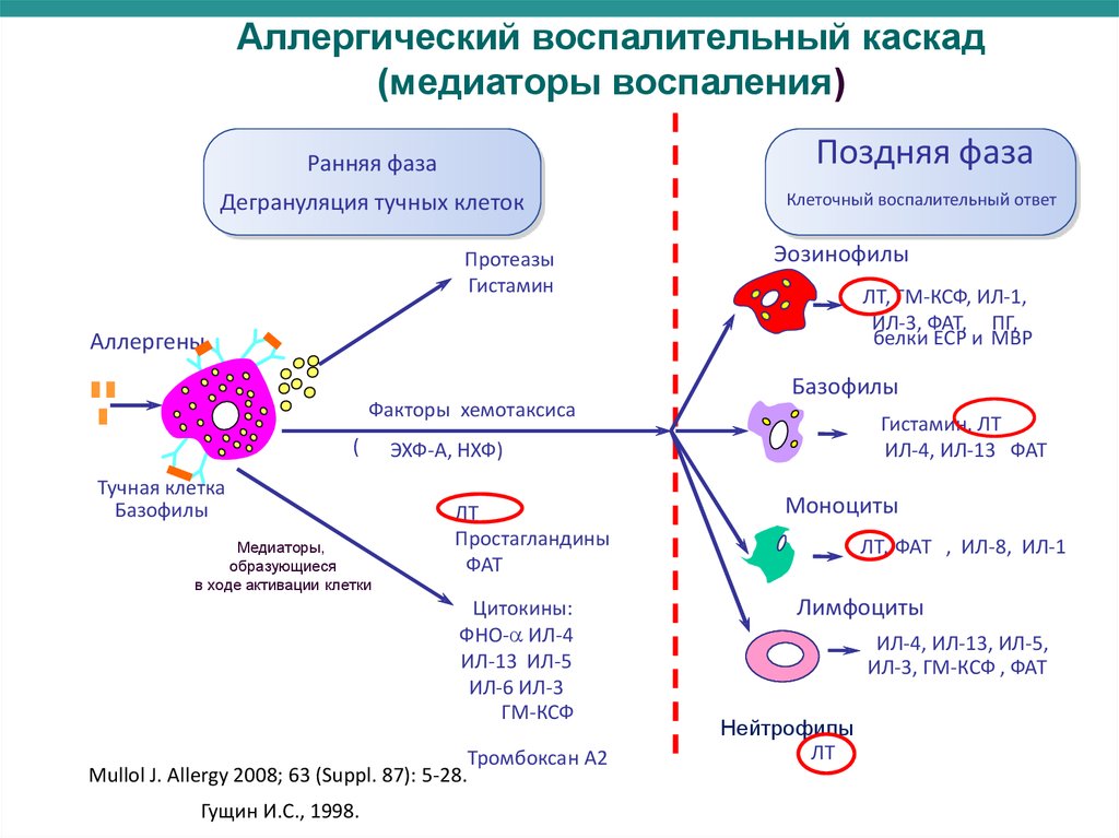 Аллергический ринит презентация