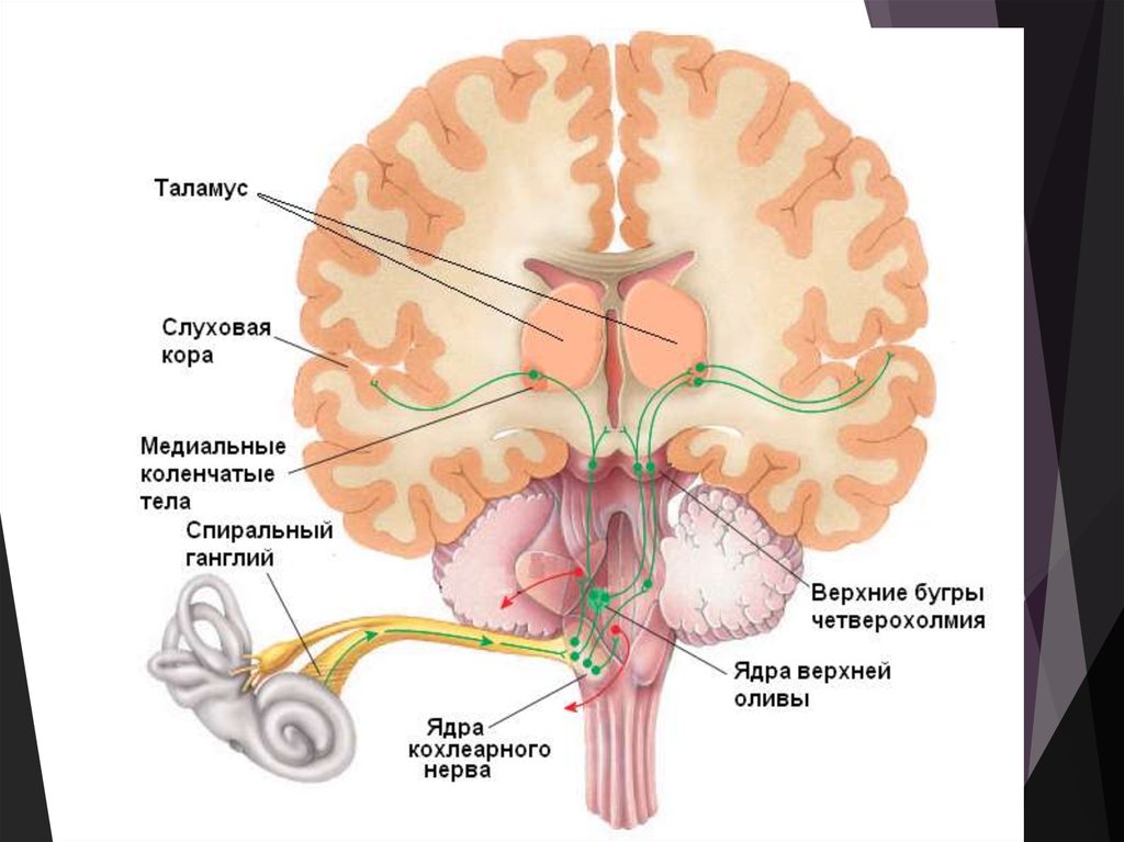 Звук слух мозг. Зона коры головного мозга слухового анализатора. Слуховой центр мозга.