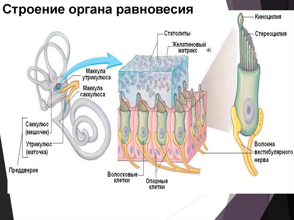 Орган равновесия 8. Рецепторные клетки органа равновесия. Орган равновесия строение 5. Волосковые клетки слухового анализатора строение. Строение органа равновесия анатомия.