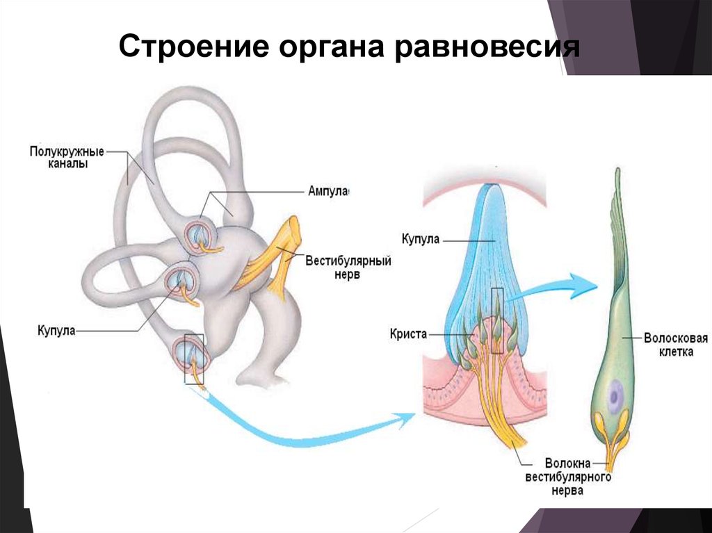 Презентация орган слуха и равновесия анатомия