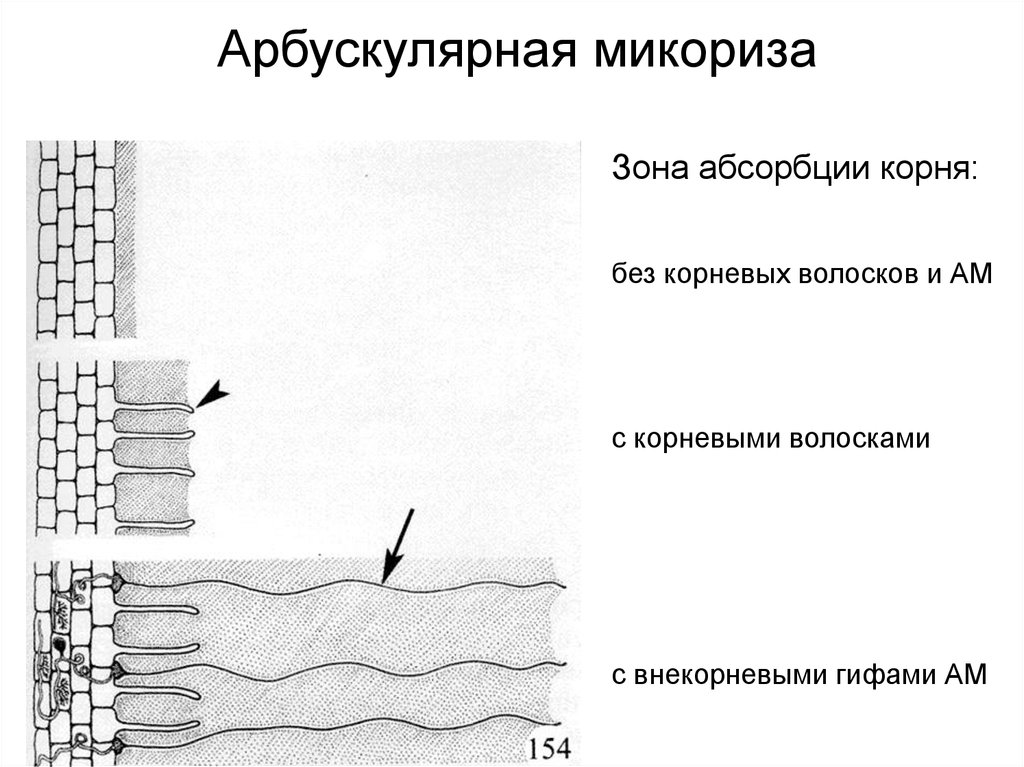 Арбускулярная микориза. Везикулярно-арбускулярная микориза. Эндотрофная микориза. Арбускулярные микоризные грибы.