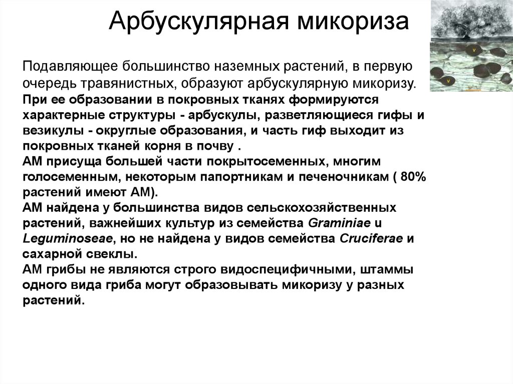 Подавляющее большинство видов. Арбускулярные микоризные грибы. Арбускулярная микориза. Везикулярно-арбускулярная микориза. Арбускулярная микориза растение.