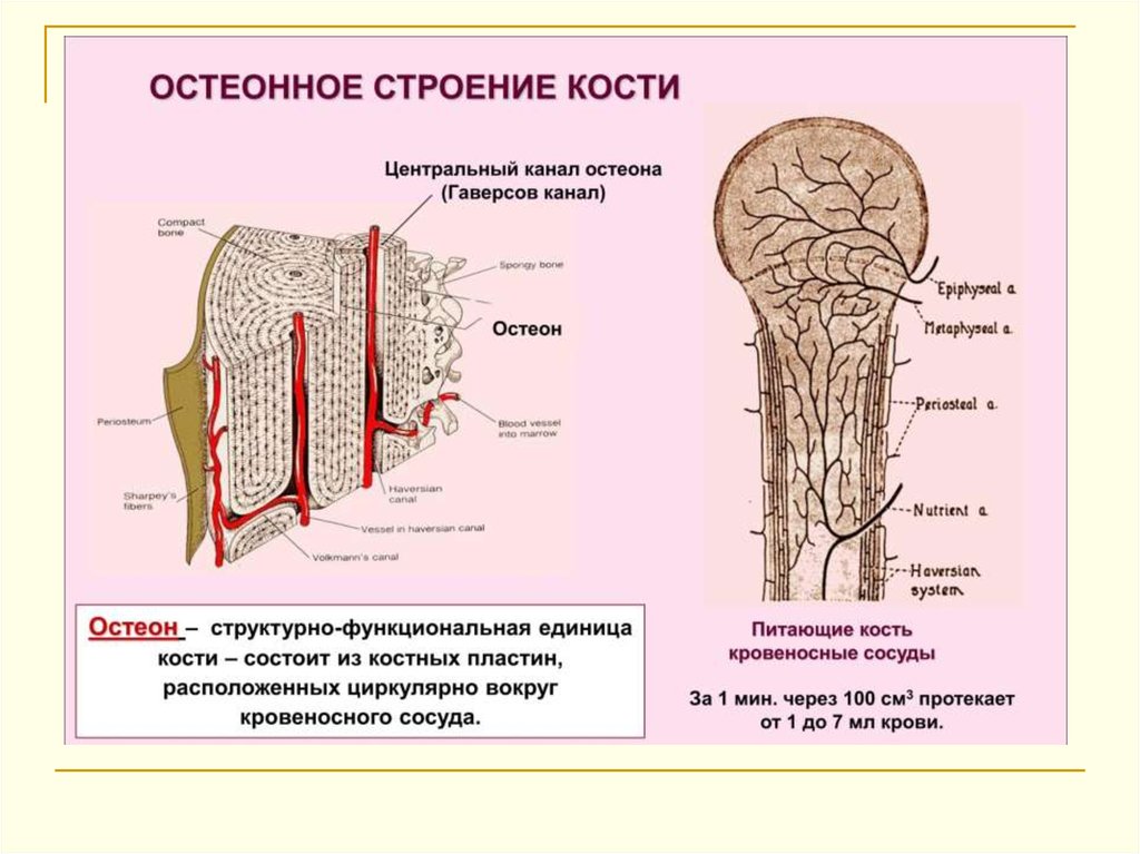 Строение костной. Строение кости гаверсов канал. Строение кости. Структурно функциональная единица кости. Строение кости кровеносные сосуды. Остеонное строение кости.