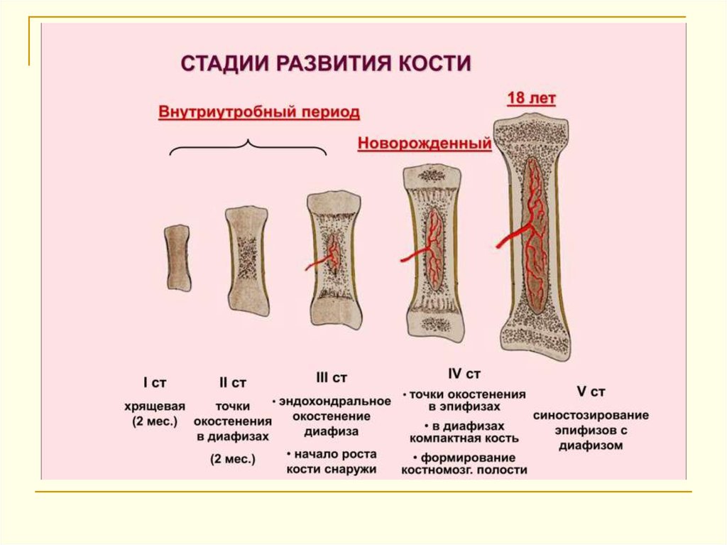 Развитие костей. Стадии развития костей. Рост и развитие костей стадии развития костей. Окостенение трубчатой кости. Типы окостенения костей схема.